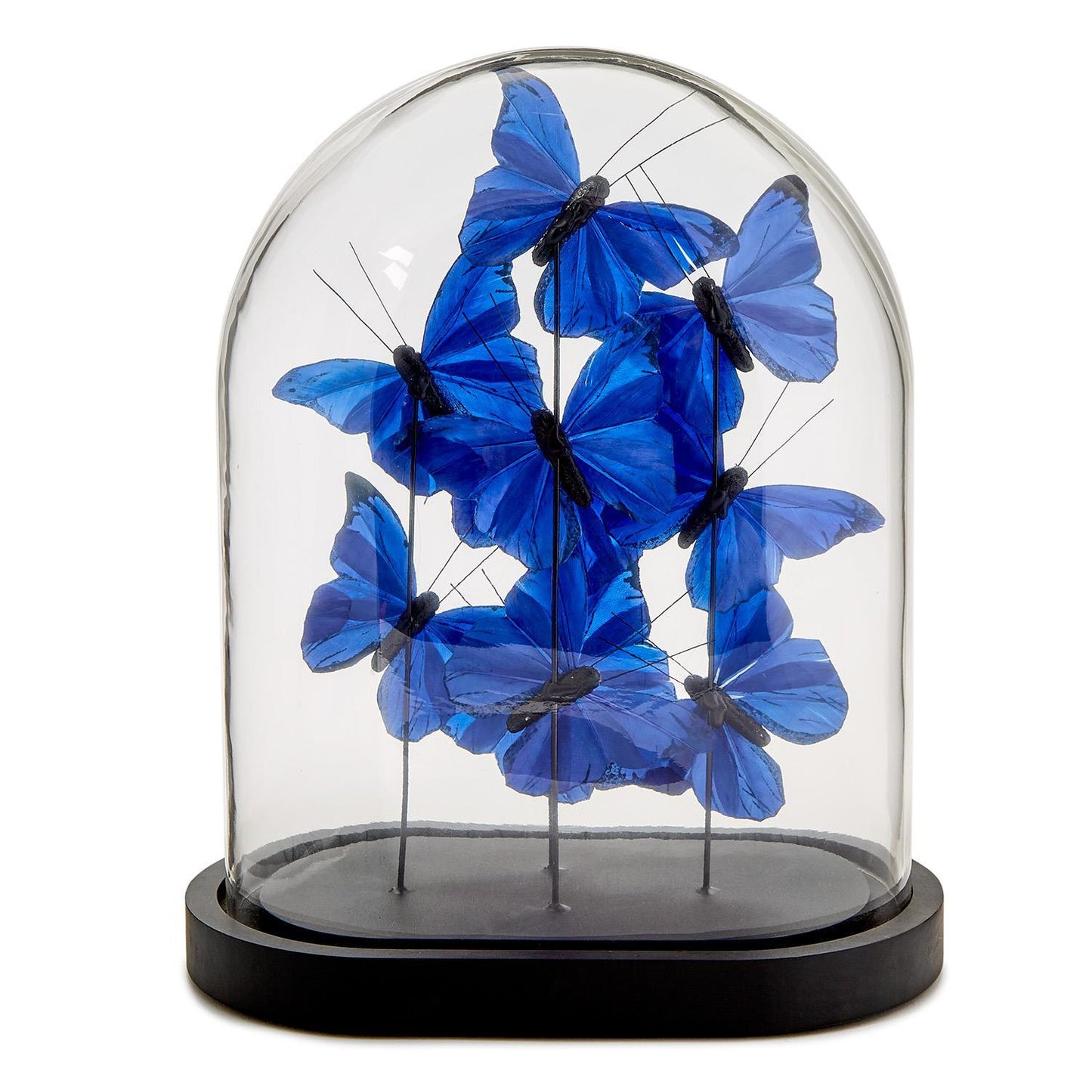 Ultramarine Butterflies in Oval Dome